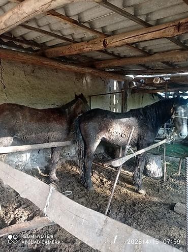 Продаю | Жеребец | Рабочий