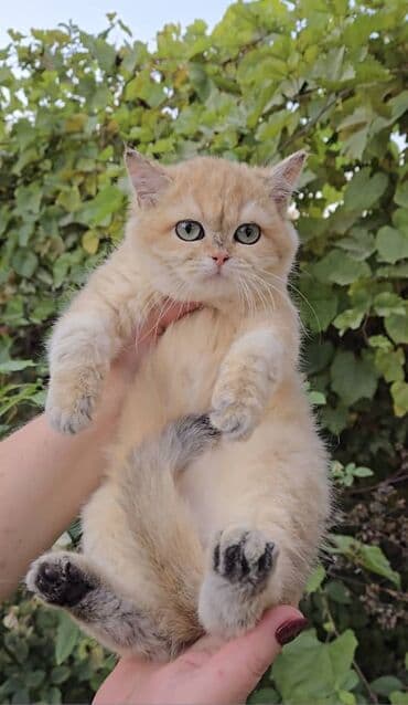 показы 1 354 72 договорная кошка даром британская короткошёрстная 1 год мальчик метис 2 позвонить написать: Британская короткошёрстная, 3 месяца, Девочка, Золотая шиншилла, Приучена к лотку, Проглистована — 4