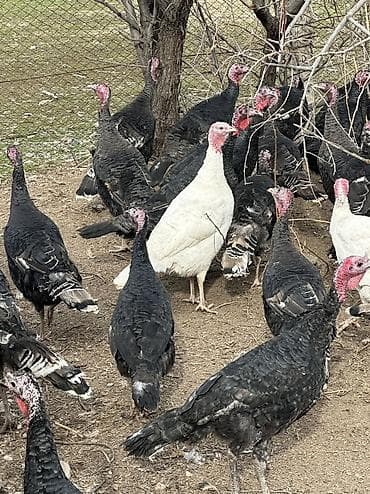 Кошки: Продаю | Индюшка (самка), Индюк (самец) | Черный принц, Северокавказская | На забой, Для разведения | Племенные — 6