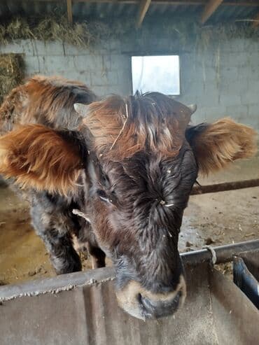 подушка для кота: Продаю | Бык (самец) | На откорм | Привязанные — 1