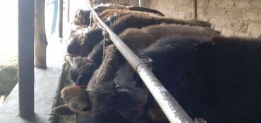 продаю связи с переездом: Продаю | Бык (самец) — 8