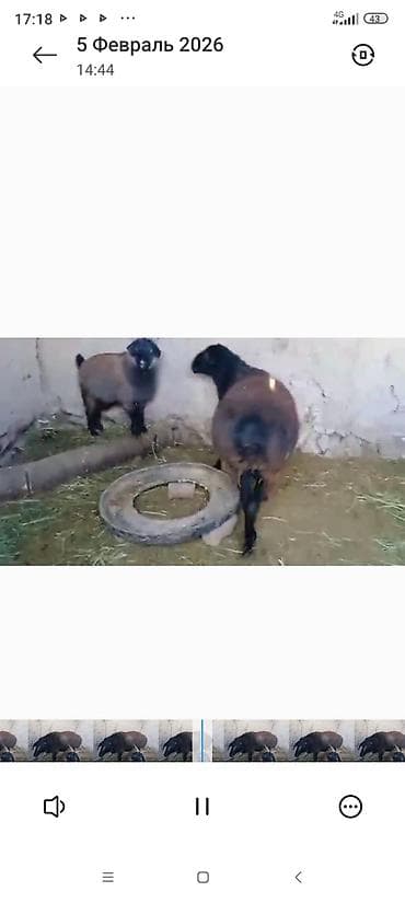 Птицы: Продаю | Баран (самец) | Для разведения | Племенные — 1