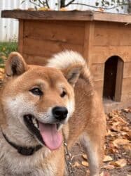 бойцовская собака: Сиба-ину, 1 год, Самец, С прививкой — 2