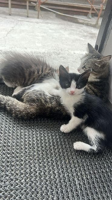 Котята домашние, из одного помёта. - Возраст: примерно 2–3 месяца - — 1