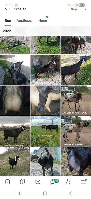 козий сыр: Молоко нубийских коз. без специфического запахавысокого качества — 4