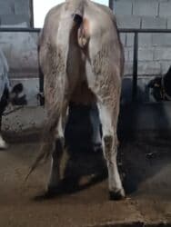 дом для животных: Сатам | Уй (ургаачы) | Швиц | Көбөйтүү үчүн, Сүт алуу үчүн | Асыл тукумдуу, Бооз, Жасалма уруктандырылган — 4