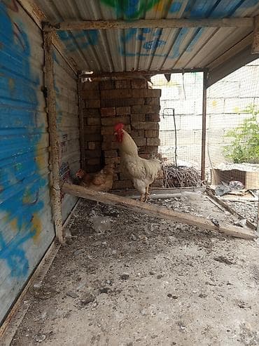 Айыл-чарба жаныбарлары: Сатам | Короздор | Көбөйтүү үчүн — 4