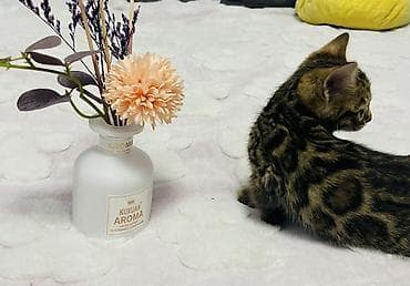 бингальская кошка: ✨ Роскошные бенгальские котята ищут любящий дом ✨ Предлагаются к — 5