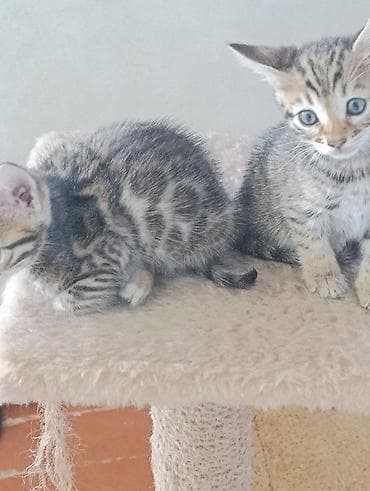 бенгалские кошки: Бенгальская, 1 месяц, Мальчик, Приучена к лотку — 8