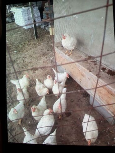 Зоотовары: Куры 400с — 2