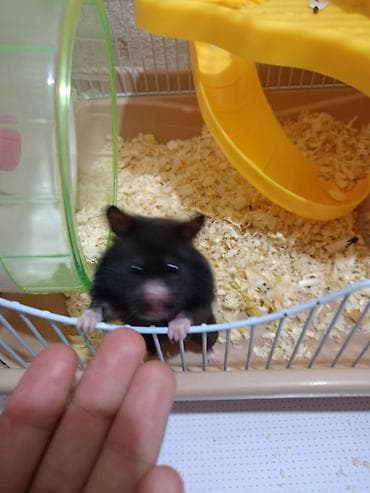 Үй жаныбарлары: Отдам хомячиху и четырех малышей в добрые руки порода сирийская — 2
