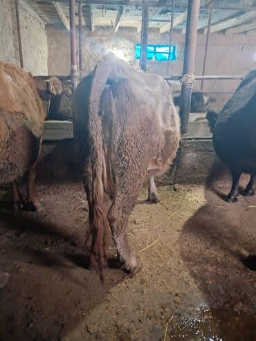 Үй жаныбарлары: Сатам | Уй (ургаачы) | Аргын | Сүт алуу үчүн — 3