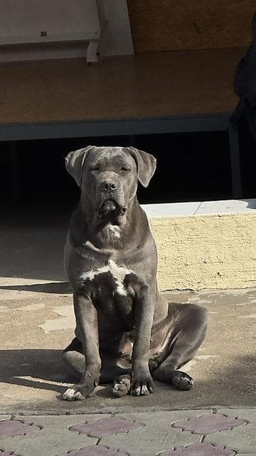 жан жаныбарлар: Кане-корсо, 1 жаш, Ургаачы, Эмделген, Ит тегин тастыктоочу документ — 2