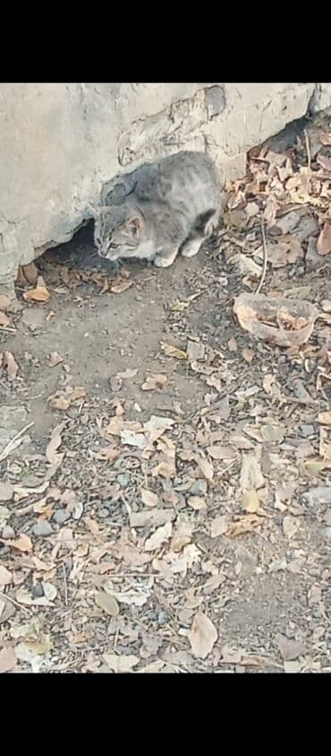 влажный корм для кошек: Кошка даром: Беспородная, Мальчик — 3