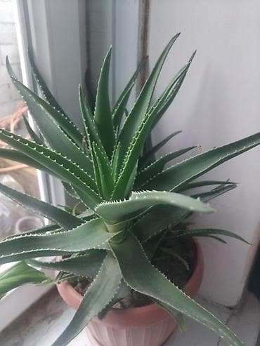 малина желтая: Пеларгония (герань) много разных цветов по 100 по 200 сом комнатная в — 3