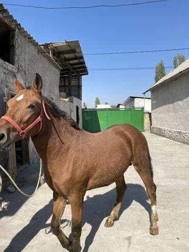 собака для охоты: Продаю | Жеребец | Английская — 4