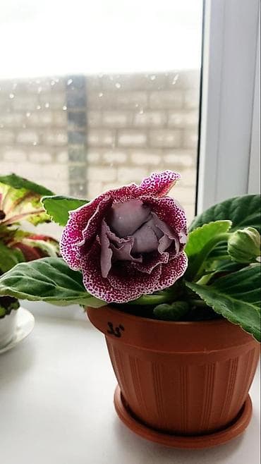 Дом и сад: Глоксиния комнатная в горшке (Gloxinia, Sinningia speciosa) - Крупные — 4