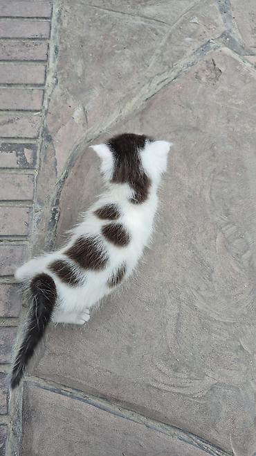 манчкин котенок: Котёнок, бело‑чёрный, короткошёрстный. На белой шерсти выраженные — 4