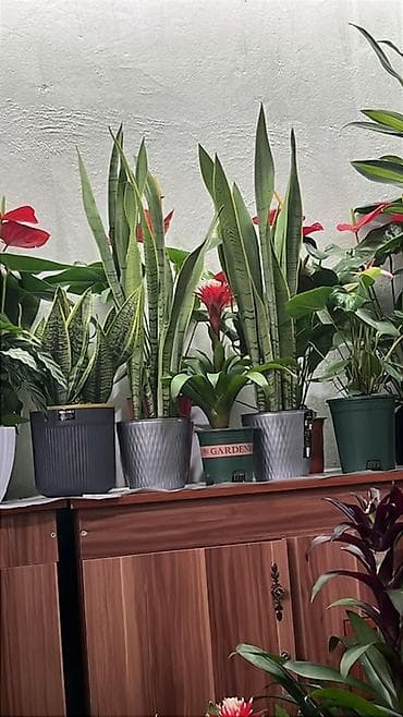 искуственное растение: Сансевиерия (Sansevieria, «тёщин язык», «щучий хвост») в декоративных — 2