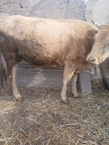 сколько стоит кролик домашний: Продаю | Тёлка | Для разведения, Для молока | Стельные — 3