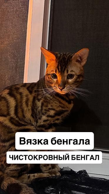Вязка кота — чистокровный бенгал Предлагается племенной бенгальский
