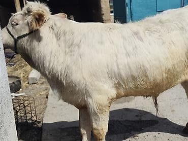 корова буденовка: Продаю | Бык (самец) | Шароле | Для разведения | Искусственник — 4