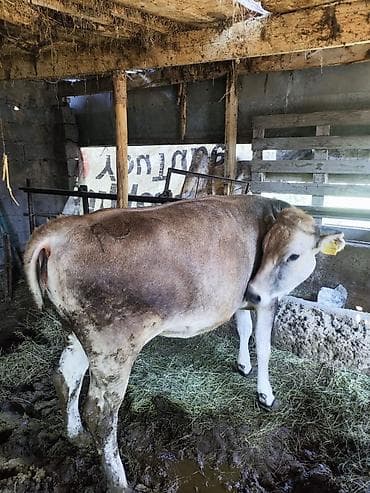 продам козу дойную: Продаю | Корова (самка) | Для разведения — 1