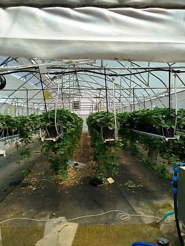 Недвижимость: 20 соток, Для строительства, Договор купли-продажи, Красная книга, Тех паспорт — 4