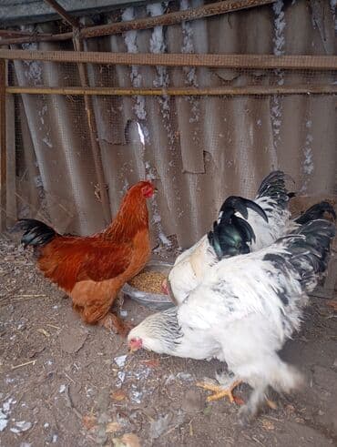 купить щенка немецкой овчарки в бишкеке: Петухи брама 6 месячные в Канте,крупные на племя — 3