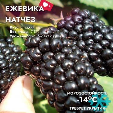 купить удобрение: Кара бүлдүркөн Дүңүнөн, Акысыз жеткирүү, Өзү алып кетүү — 7