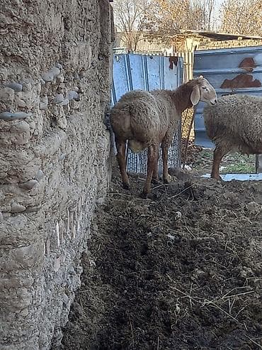 Продаю | Овца (самка) | Для разведения | Матка