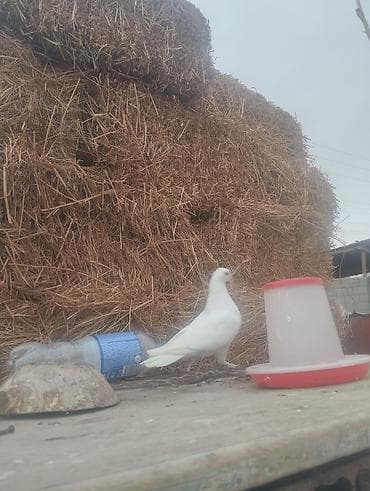 корм аллер: Продаются пародистые голубь сталной цветы 2шт 1500 шт 750 Описание: - — 1