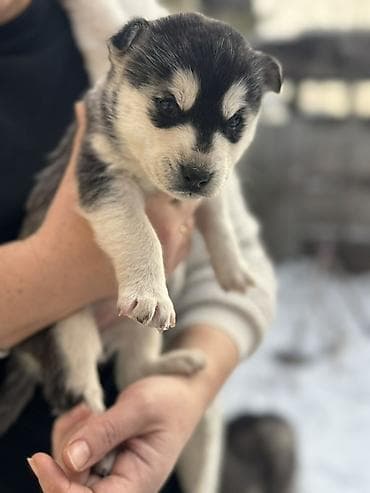 щенки акита: Щенки северного типа (похожие на хаски/аляскинских лайк) 5 штук - 4 — 1