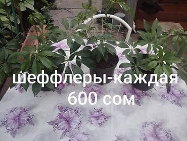 Комнатные растения: - Шеффлера — каждая по 600 сом. Компактные at lalafo.kg Комнатные растения: - Шеффлера — каждая по 600 сом. Компактные