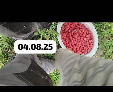 клубника тепличная: Саженцы ремонтантной малины ПОЛАНА - Сортова́я ремонтантная малина с — 5