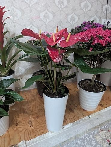 aroy d: Антуриум гигант декоративном горшке — 1