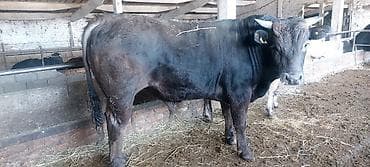 Кемирүүчүлөр: Сатам | Бука (эркек) — 2