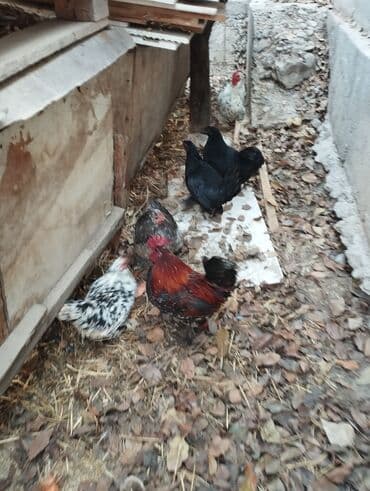 диффенбахия растения: Продаю карликовых кур цены от 600 до 800 сом — 9