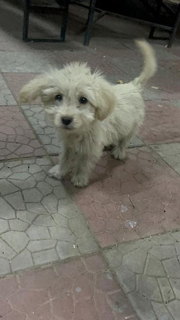 Продажа собак: 3 месяца, Самка — 5