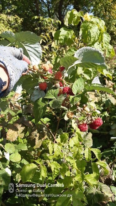 саженцы малины геракл: Саженцы малины ремонтантная сорт геркулес — 4