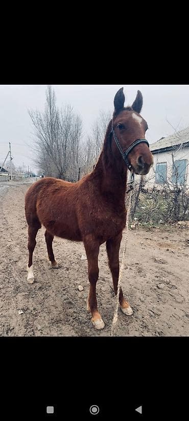 Продаю | Жеребенок