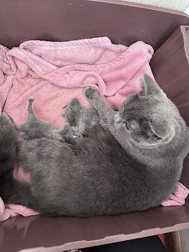 породы собак в бишкеке: Британская короткошёрстная, 2 года, Девочка, Серый, Приучена к лотку — 2