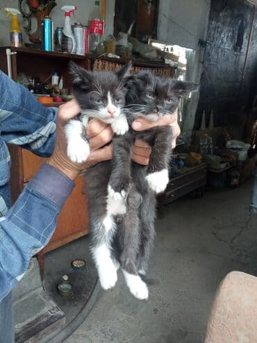 продажа домашних животных: Отдам котят в добрые руки к лодку приучиные почти 2 месяца два кота и — 1