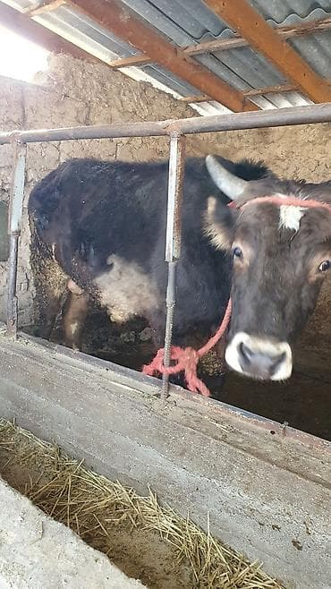 Үй жаныбарлары үчүн товарлар: Сатам | Бука (эркек) — 4