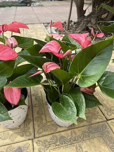 Денежное дерево: Комнатные цветы в горшках — готовые к украшению дома или офиса — 6