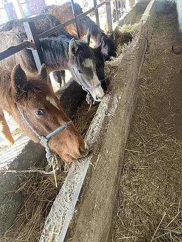 породистые бычки: Продаю | Жеребенок | Для разведения | Племенные — 1