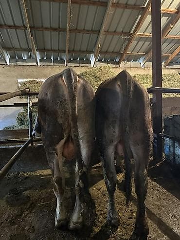 осеменение коров: Продаю | Бык (самец) | Для разведения | Привязанные — 1