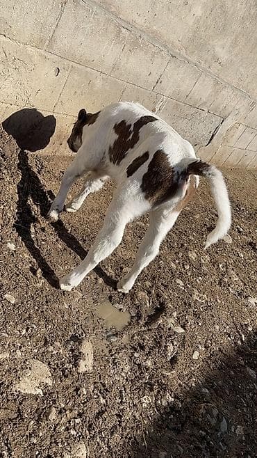 Другие животные: Продаю | Тёлка | На откорм — 3