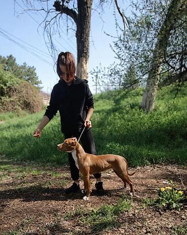 дрисировка сабак: 🐾 КИНОЛОГ / ЗООПСИХОЛОГ — Бишкек Профессиональная помощь в воспитании — 3