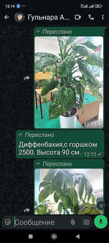 цветка диффенбахию: Комнатные растения: 1) Диффенбахия в декоративном горшке - Высота: 90 — 2